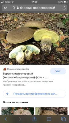 Определители грибов | Грибоедов. | Дзен