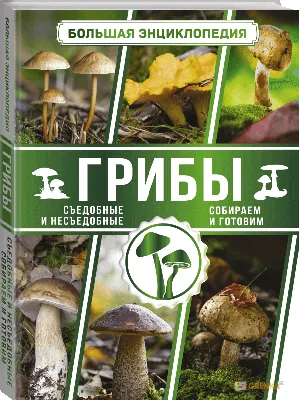 Экспресс-определялка (Указывайте регион!) - Форум, съедобные грибы и  грибные описания, фото, рецепты приготовления