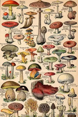 Original Vintage French Color Chart 1930 Edible and Poisonous Mushrooms  Nouveau Petit Larousse - Etsy | Ilustración botánica vintage, Ilustración  de botánica, Dibujos botánicos