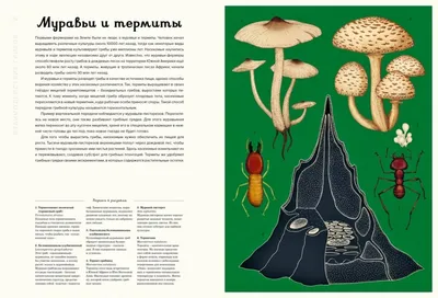 Гид по азиатским грибам - Статьи и лайфхаки от Деликатеска.ру