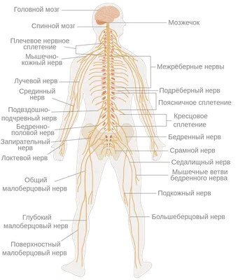 Купить Органический порошок Heroot Manjistha, очиститель крови, целитель кожных  заболеваний, 60 капсул | Joom