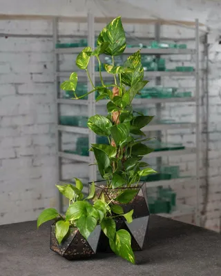 Комнатное растение Эпипремнум: простота и красота в одном растении
