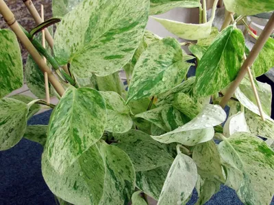 Фото зеленого Эпипремнума: восхитительное растение для украшения вашего дома