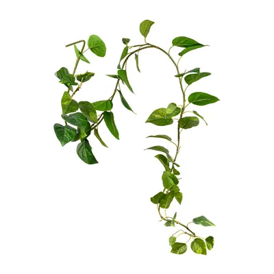 Идеальное растение для начинающих: изображение Эпипремнума