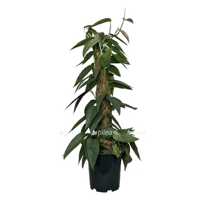 Эпипремнум - идеальное растение для любой комнаты: картинка
