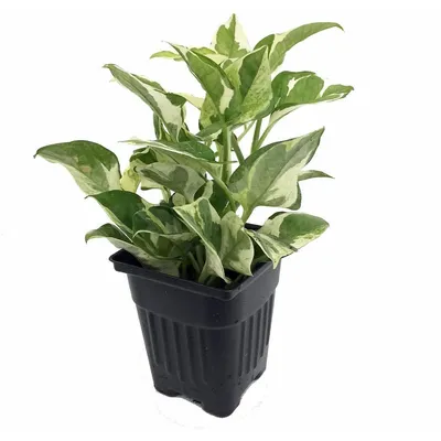 Эпипремнум - растение, которое поможет вам расслабиться: фотография