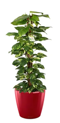 Изображение роскошного комнатного растения Эпипремнум