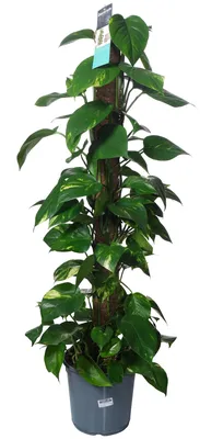 Фото комнатного растения Эпипремнум: простое уход и изысканный вид