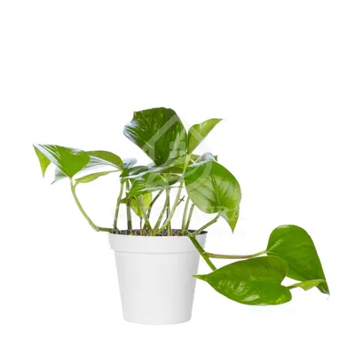 Растение Эпипремнум: привнесение жизни в вашу комнату