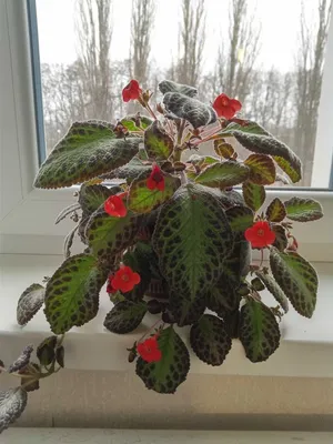 Фото комнатного растения Эписция: красота и здоровье для вашего дома