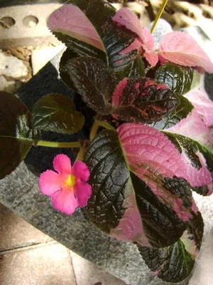 Фотография Эписции: природный шедевр для вашей домашней коллекции растений
