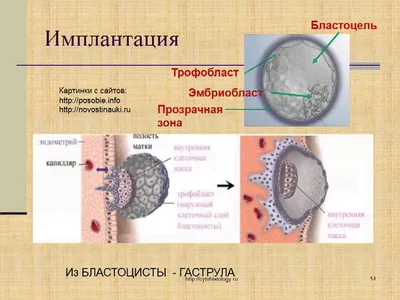 Оплодотворение яйцеклетки - описываем процесс зачатия подробно