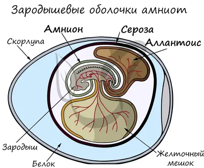 Внутриутробное развитие по неделям беременности