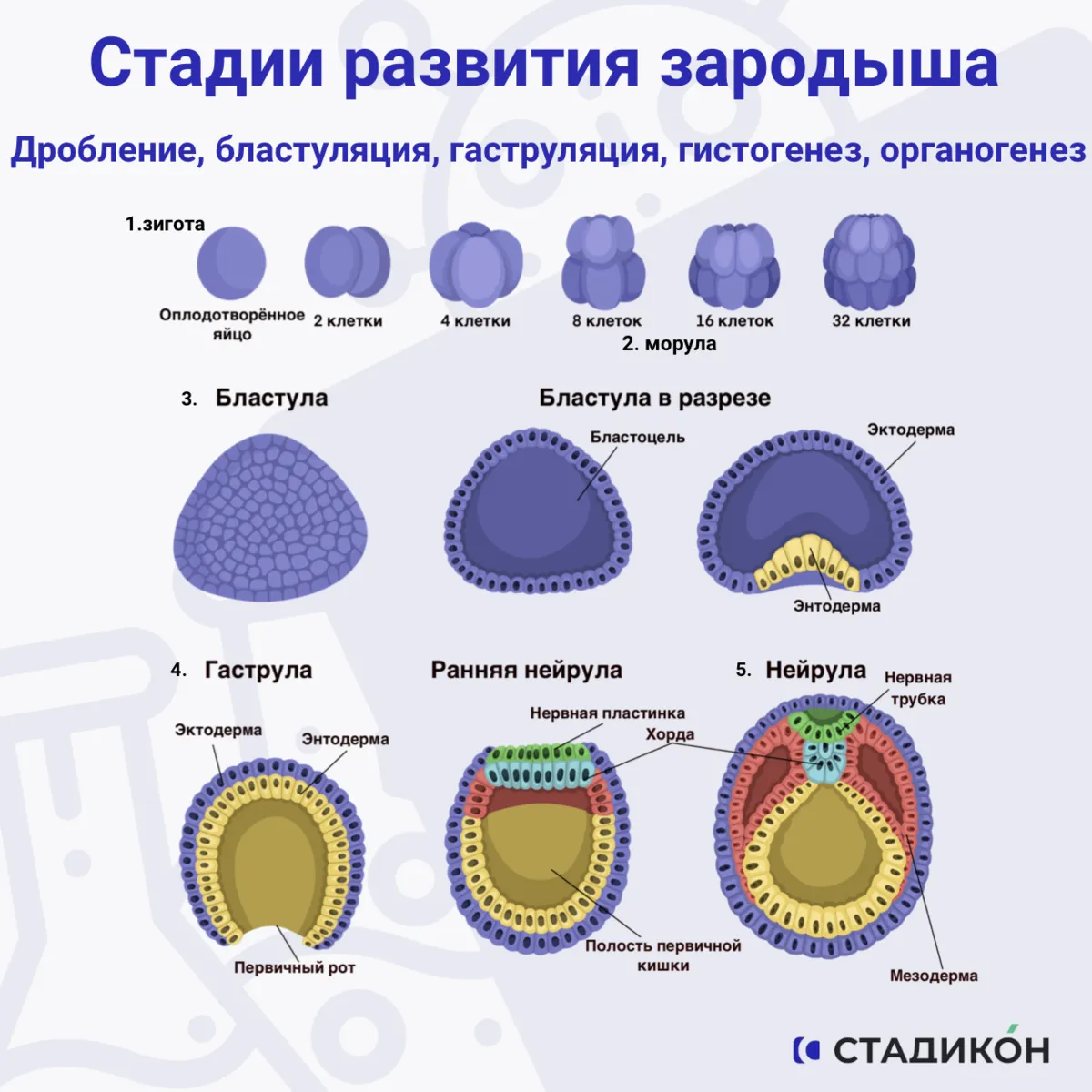 Этапы зиготы образование. Зигота бластула. Бластула гаструла нейрула таблица. Дробление Бластуляция. Зигота морула бластула.