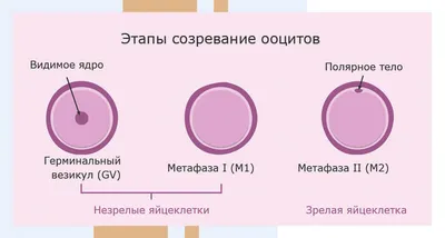 человеческий эмбрион показан между двумя клетками, картинки мейоза фон  картинки и Фото для бесплатной загрузки