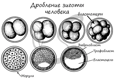 Такие разные стволовые клетки