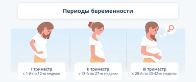 Простая анатомия. Как выглядит ваш малыш пока ждет появления на свет?