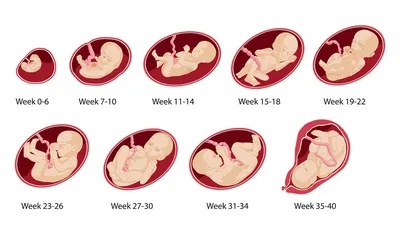 Беременность по неделям | Клиника ведения беременности в Пятигорске