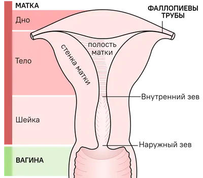 Почему важна реабилитация после родов: мнение специалиста - Портал \"Мой  семейный центр\"