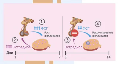 Поз... - Научный центр акушерства, гинекологии и перинатологии | Facebook