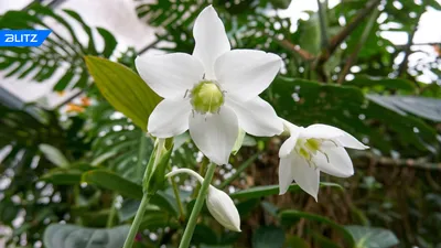 Фото Эухариса: уникальное растение для вашей семьи