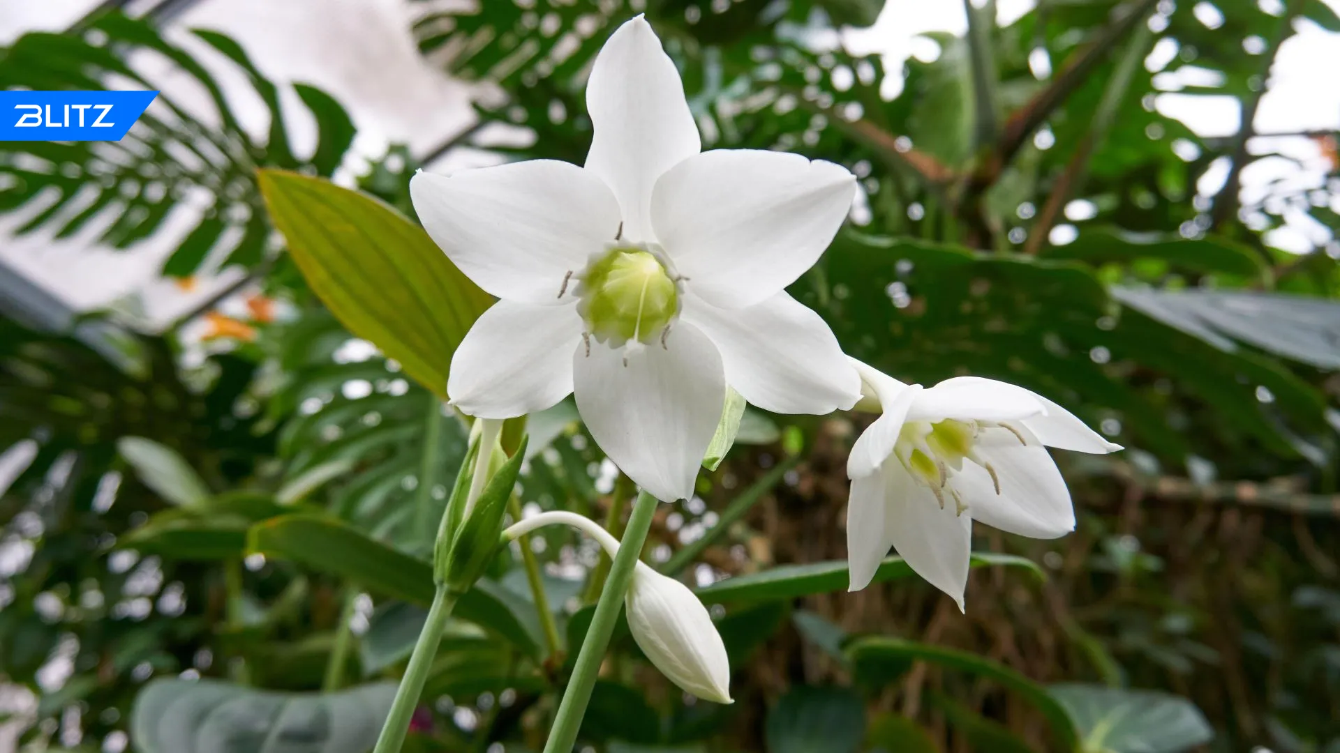 Eucharis Amazonica