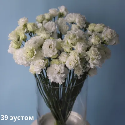 Эустома белая - Жарден. Оптово-розничные продажи цветов и растений в  Уральском регионе.