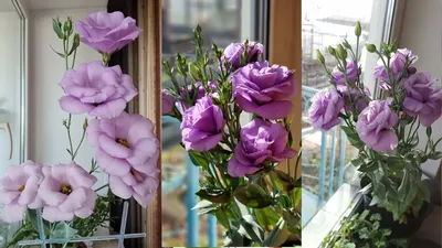 eustoma rosina lavender | Flower seeds, Pretty flowers, Flowers nature