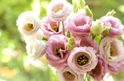 Белая эустома: букет из 5 цветков в крафте по цене 3330 ₽ - купить в  RoseMarkt с доставкой по Санкт-Петербургу