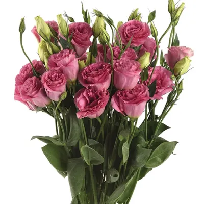 Ромола: хризантема, эустома, алые розы по цене 5528 ₽ - купить в RoseMarkt  с доставкой по Санкт-Петербургу