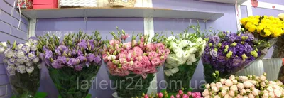 Эустома (Лизантус) ЭйБиСи F1 Дип Роуз (ABC F1 Deep Rose) семена купить в  Украине | Веснодар