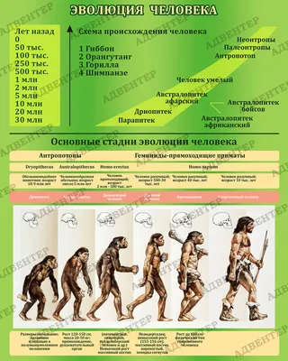 Старше на миллион лет: как новое открытие изменило картину эволюции человека  | Forbes.ru