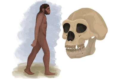 Homo Habilisэволюция Человека — стоковые фотографии и другие картинки Птица  - Птица, Убегать, Эволюция - iStock