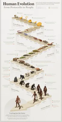 Эволюция Человека — стоковые фотографии и другие картинки Эволюция -  Эволюция, Развитие, Чарльз Дарвин - наука - iStock