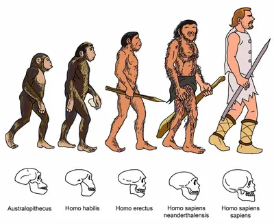 эволюция человека PNG , Вектор, из, животное PNG картинки и пнг рисунок для  бесплатной загрузки