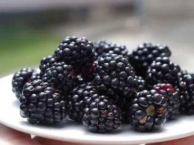 Ежевика (Rubus fruticosus)