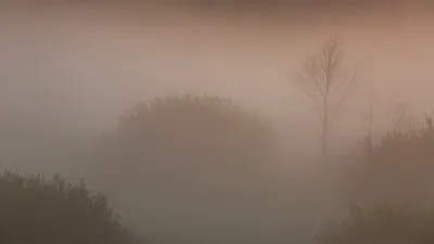 Ежик в тумане картинки прикольные - 67 фото
