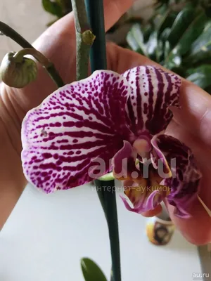 Орхидея(Phalaenopsis) Анастасия купить | в miltoniya.ru