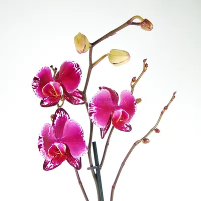 Орхидея Фаленопсис Анастасия(отцвела) — купить в Красноярске. Горшечные  растения и комнатные цветы на интернет-аукционе Au.ru