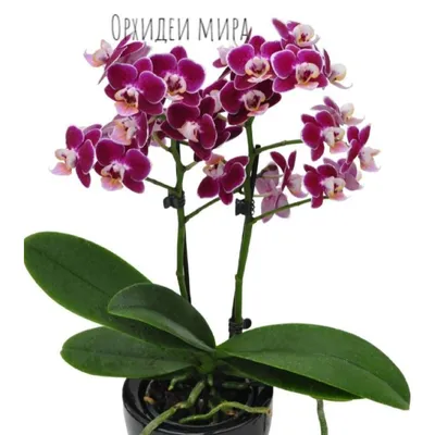 Phalaenopsis Anastasia | Orchideen-Wichmann.de - Highest horticultural  quality and experience since 1897
