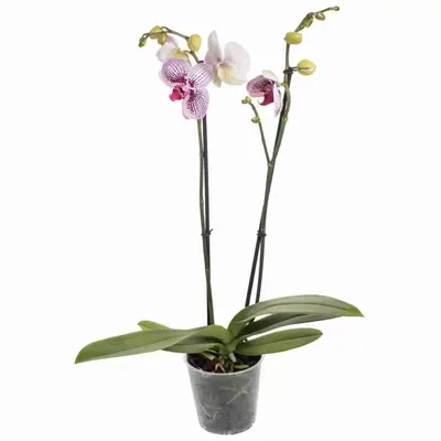 Орхидеи : Орхидея Фаленопсис Анастасия 1 ст.