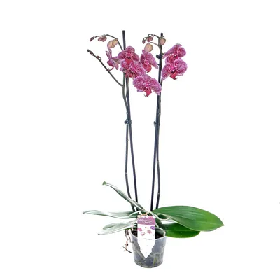 Орхидея Phal. Anastasia 20 - купить, доставка Украина