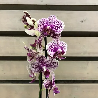 Орхидея Фаленопсис Анастасия 2 ствола D:12см H:60см купить в Москве с  доставкой