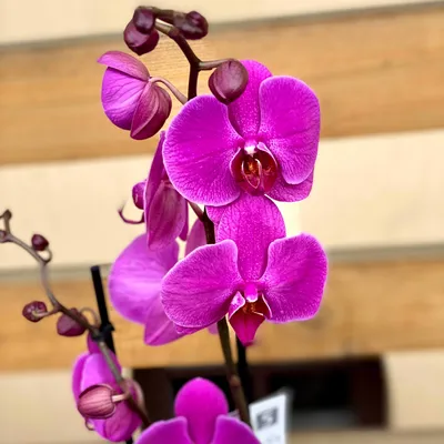 Alice Adventures Phalaenopsis Orchid 'Anastasia' | Orchideeën, Prachtige  bloemen