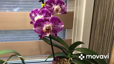 Орхидея Фаленопсис Адель D12 купить в Москве