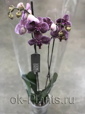 Орхидея Фаленопсис Анастасия (Anastasia) \"Luxe\"-1 | доставка по Москве и  области