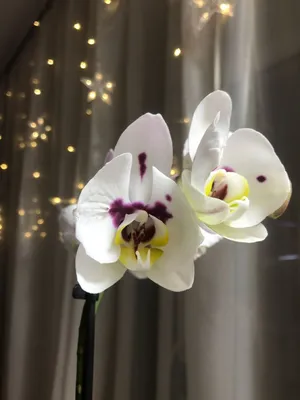 Орхидея фаленопсис два ствола домашняя купить в Гродно, закажи, а мы  доставим.
