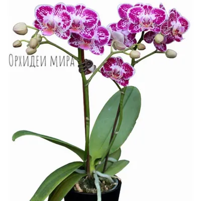 Цветут Азиатские подростки орхидей: Phal.Анастасия, Lioulin Wild cat/ Дикий  кот - YouTube