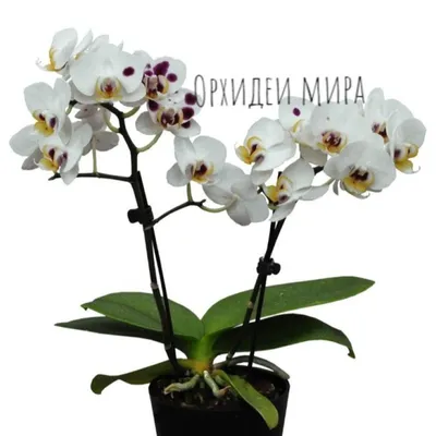 Phalaenopsis Spottion | Phalaenopsis, Orchids, Flowers