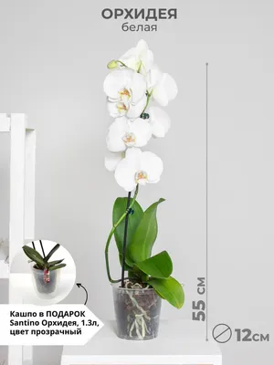 Орхидея Phal. Anastasia 16 - купить, доставка Украина